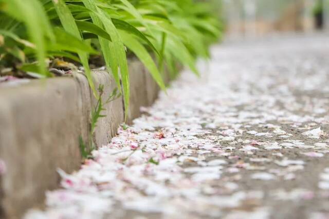 今日清明  杨柳旌旗春色晓，海棠时节曙光新