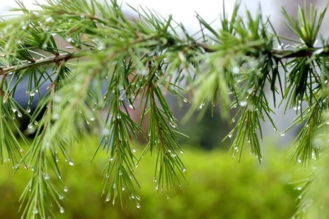 今日清明  杨柳旌旗春色晓，海棠时节曙光新