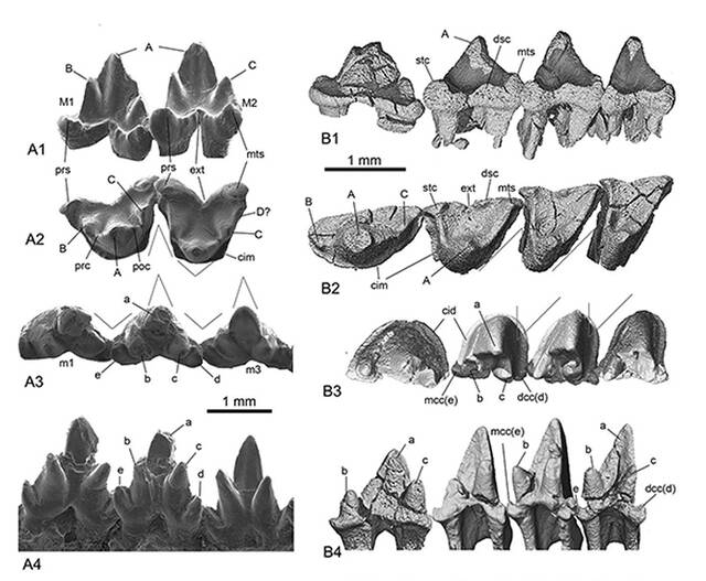 来自早白垩世热河生物群的对齿兽类乳齿兽新材料