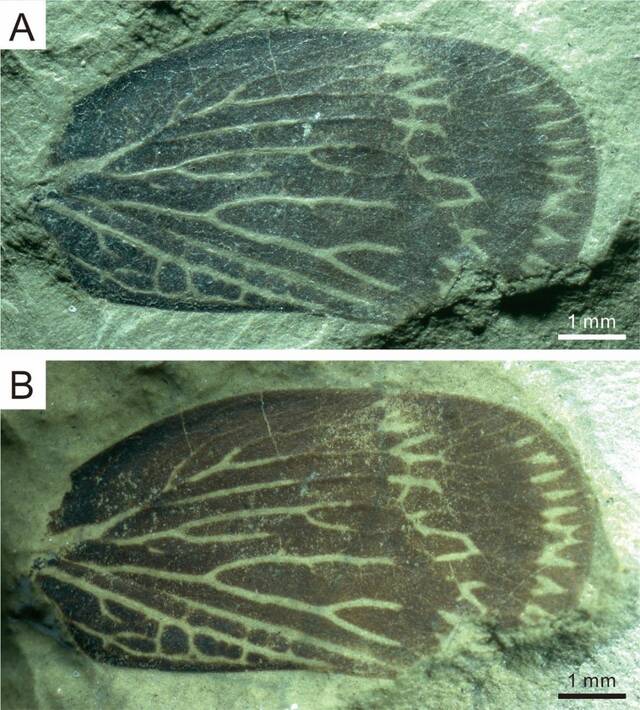 以斯行健院士命名的斯氏蜡蝉科(Szeiiniidae)的模式属模式种(Szeiinia huanglongensis Zhang et al., 2021)