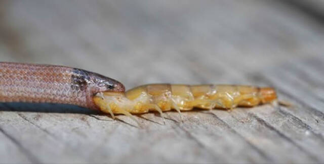 美国佛罗里达州公园濒临灭绝的环岩冠蛇嘴里咬着巨型蜈蚣两只动物都已死亡