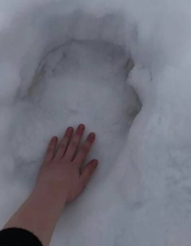 加拿大纽芬兰与拉布拉多省北半岛北极熊图闯民居雪地留下巨大足印