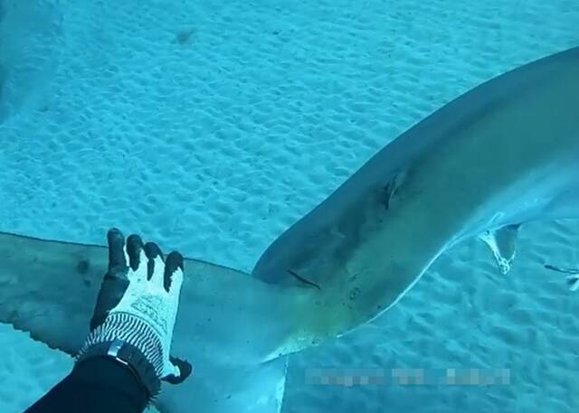 美国少年在佛罗里达州海域潜水期间连续两天与大白鲨擦肩而过