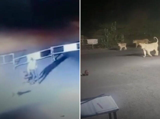 印度一群狮子晚间到一公司前漫步 保安吓得丢下椅子逃跑