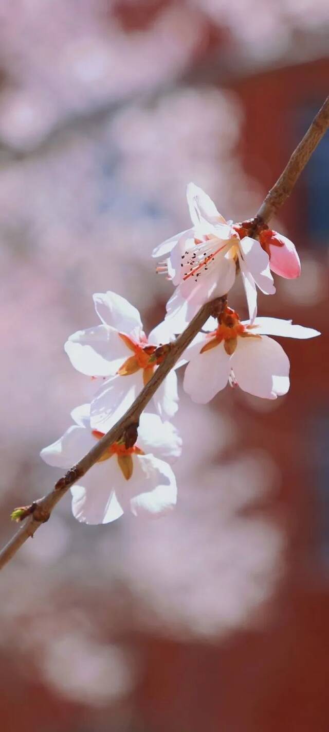 战“疫”  带着满满的回忆，和东师的春天撞了个满怀！