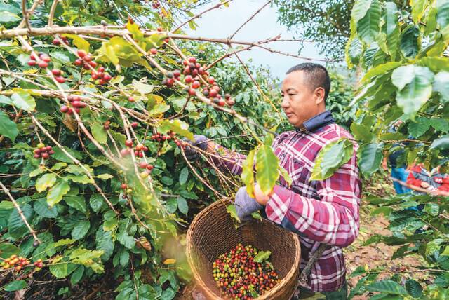 “Puer”！《人民日报海外版》​整版聚焦云南普洱咖啡产业