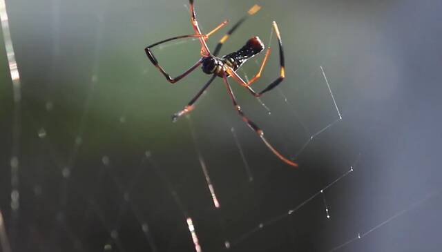 研究人员使用夜视仪和人工智能来了解蜘蛛如何结网