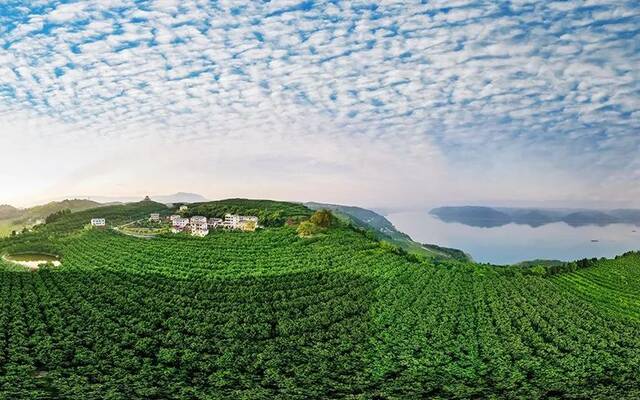 忠县三峡橘海