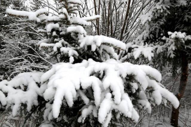 暴雪！黑龙江省大兴安岭地区呼中区迎来入春以来最大降雪
