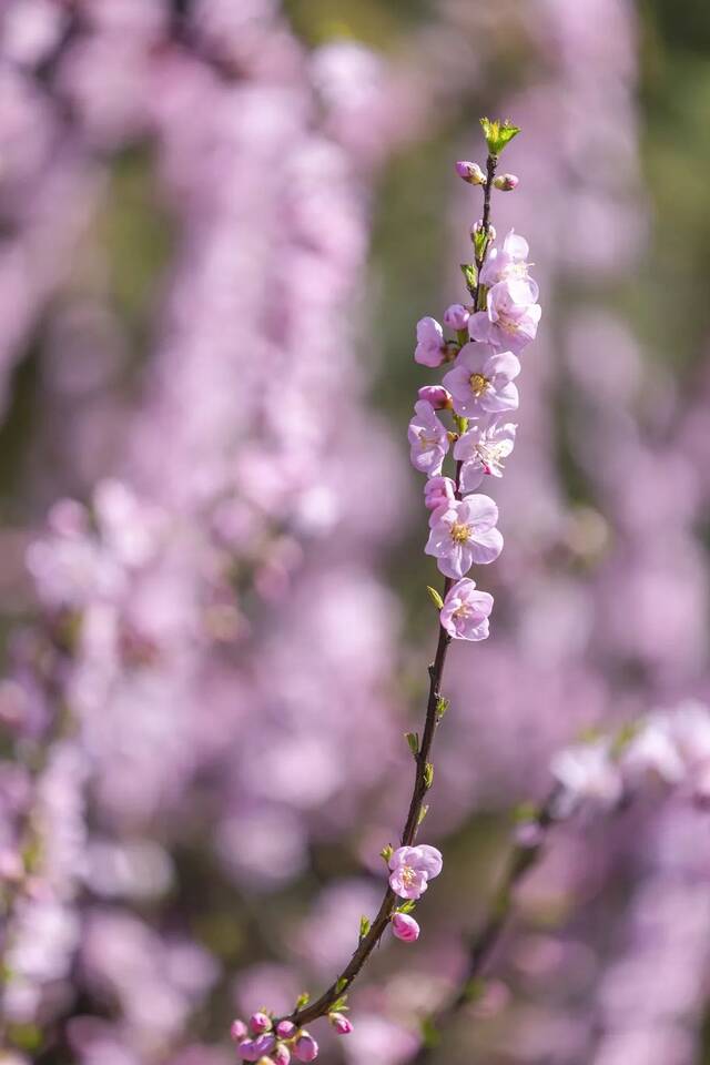 最美四月天，遥寄中传春色(｡･ω･｡)