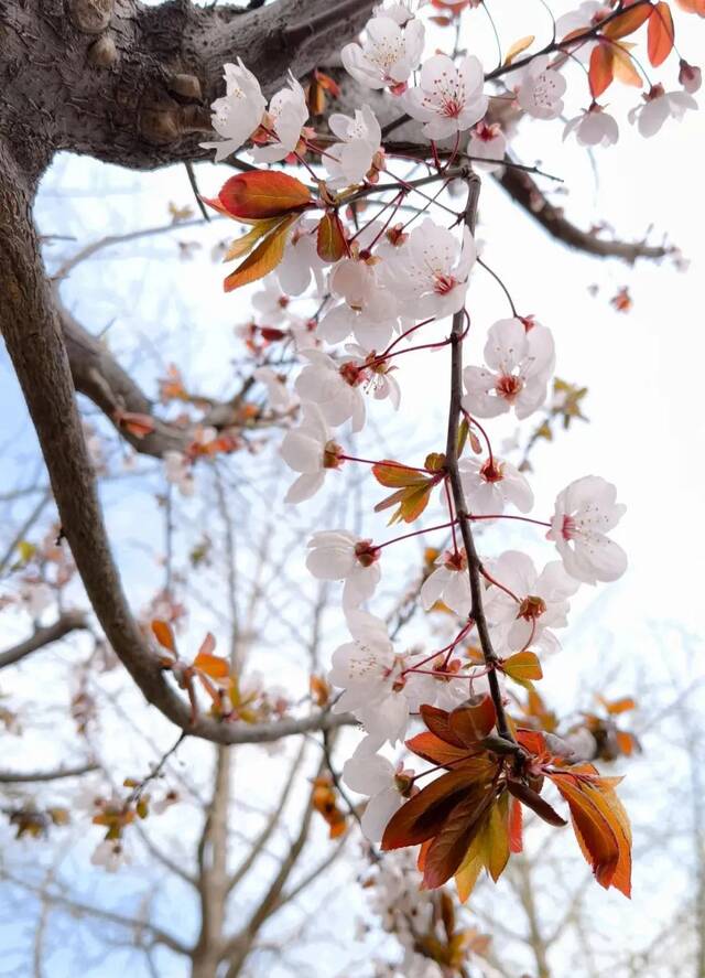 最美四月天，遥寄中传春色(｡･ω･｡)