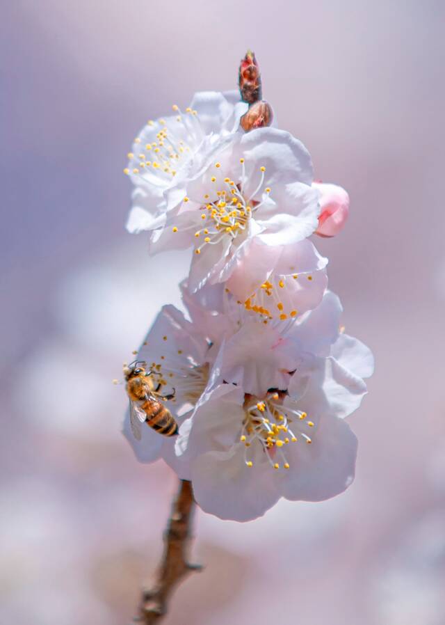 最美四月天，遥寄中传春色(｡･ω･｡)