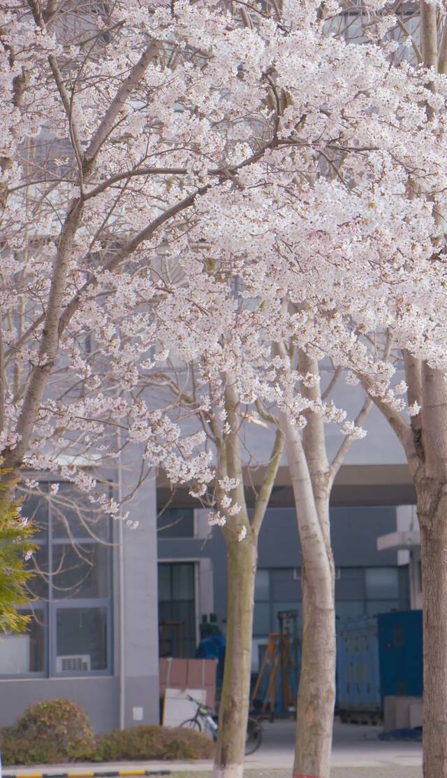 来石大，共赏诗意春天~