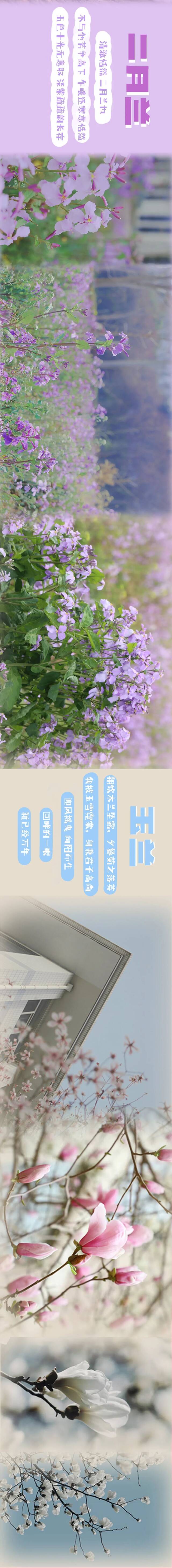 绝美！师大花刊！