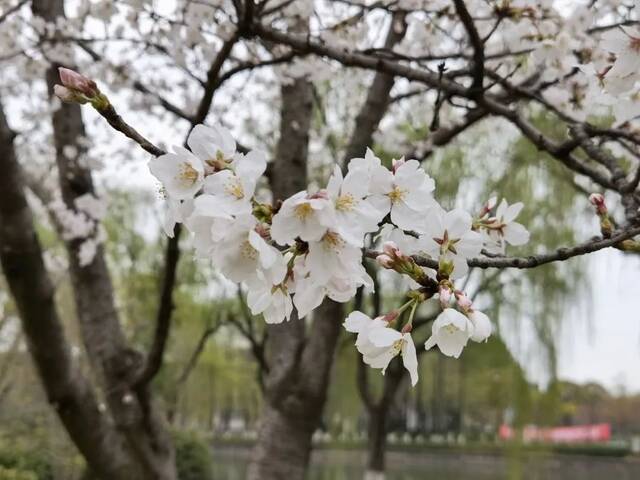 云赏花，这是上大人窗外的春天