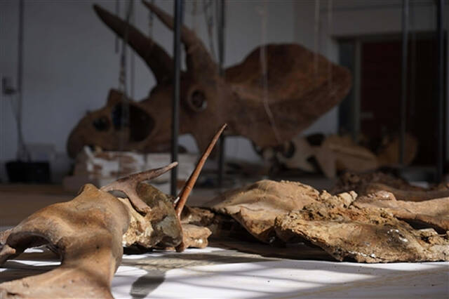 储存在意大利的里雅斯特Zoic有限责任公司实验室的“大约翰”化石骨骼图片来自Zoic有限责任公司/《自然》杂志