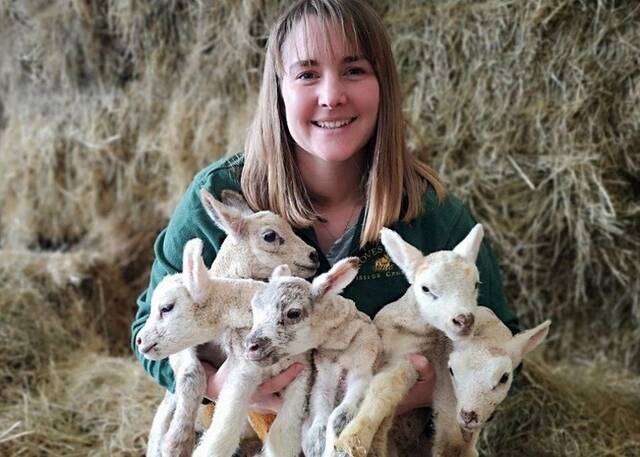 英国威尔特郡史云顿母羊罕有分两次生5胞胎机会仅百万分之一