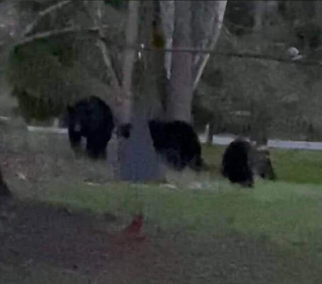 美国北卡罗莱纳州西部市镇阿什维尔居民起床发现有头黑熊被困在汽车里