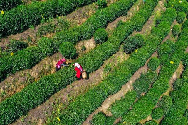 茶农在黄山市黄山区猴坑村太平猴魁生态茶园内采摘鲜叶。摄影/中新社方也亚磊