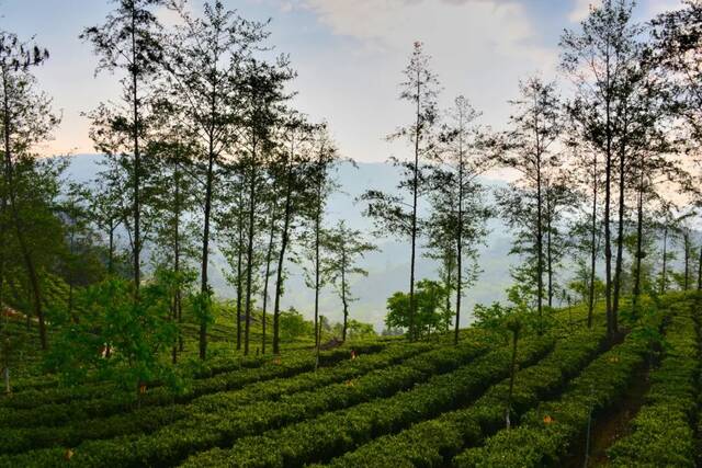 茶山吴再忠摄