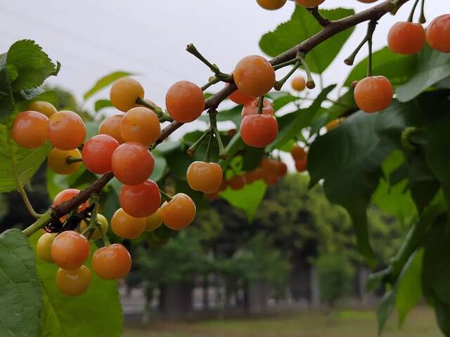 慕了！慕了！他们在川大开心农场摘樱桃！