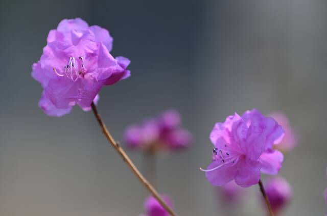 水色天光晴正好，东师予你满园春