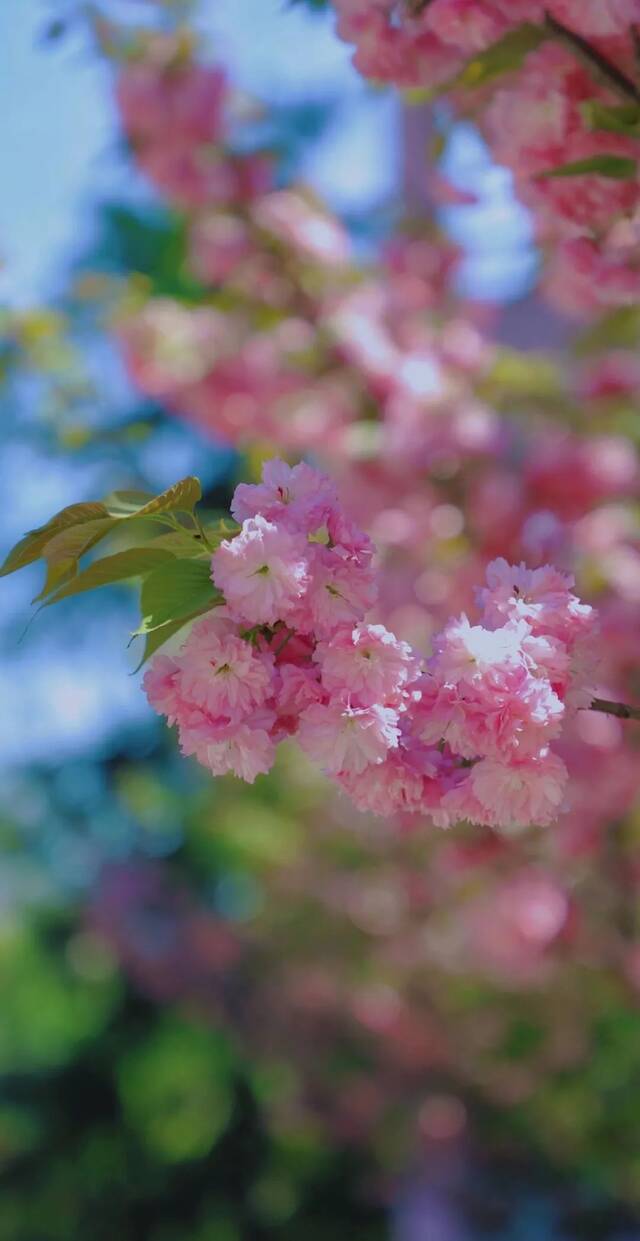 春日壁纸  专属NAUer的限定美好