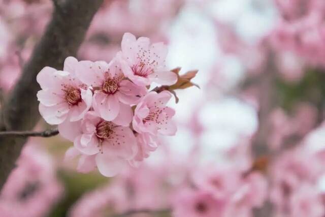 四月共赏 赏花赏湖赏武科大