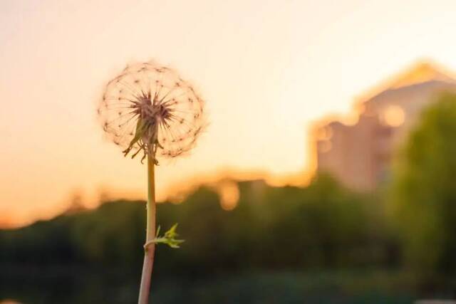 四月共赏 赏花赏湖赏武科大