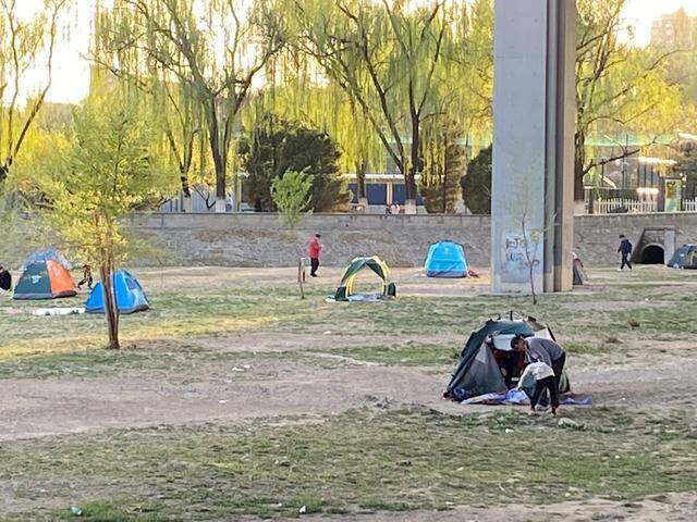 撸榆钱，挖野菜……北京昌平一公园内这些行为太煞风景