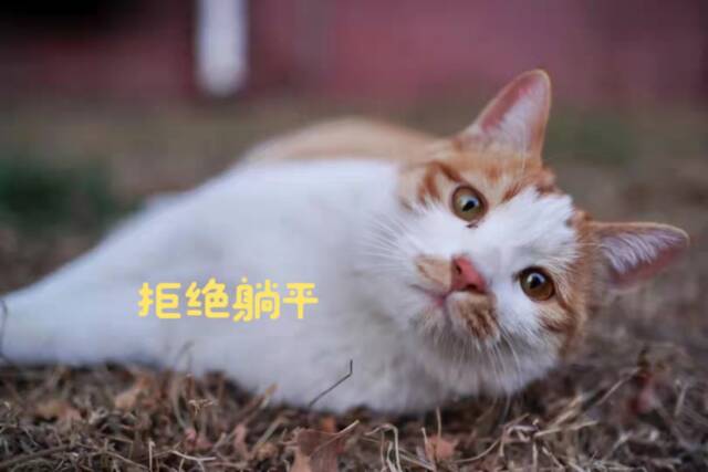 北中医校园猫猫图鉴，一起来吸！