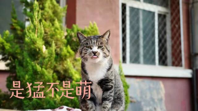 北中医校园猫猫图鉴，一起来吸！