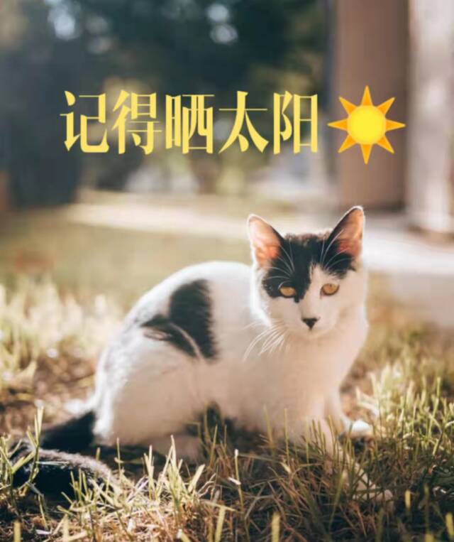 北中医校园猫猫图鉴，一起来吸！