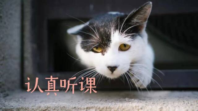 北中医校园猫猫图鉴，一起来吸！