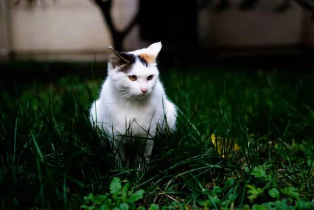 北中医校园猫猫图鉴，一起来吸！