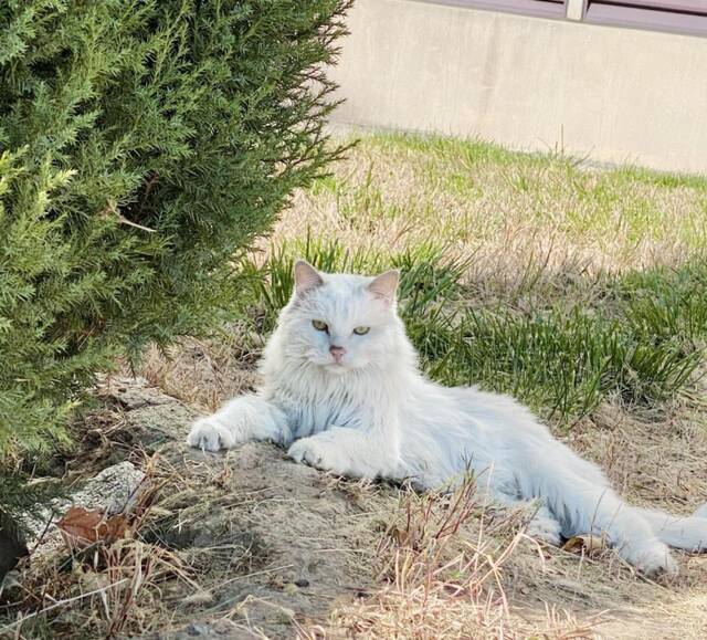 北中医校园猫猫图鉴，一起来吸！