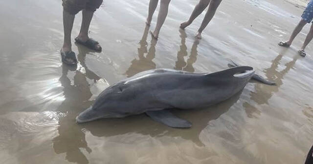 美国德州生病母海豚在金塔纳海滩搁浅被游客骚扰不幸死亡