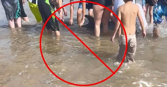 美国德州生病母海豚在金塔纳海滩搁浅被游客骚扰不幸死亡