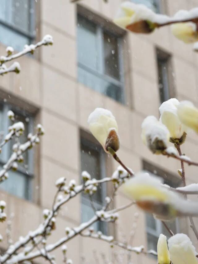 北地拾光  东风随春归，发我枝上花