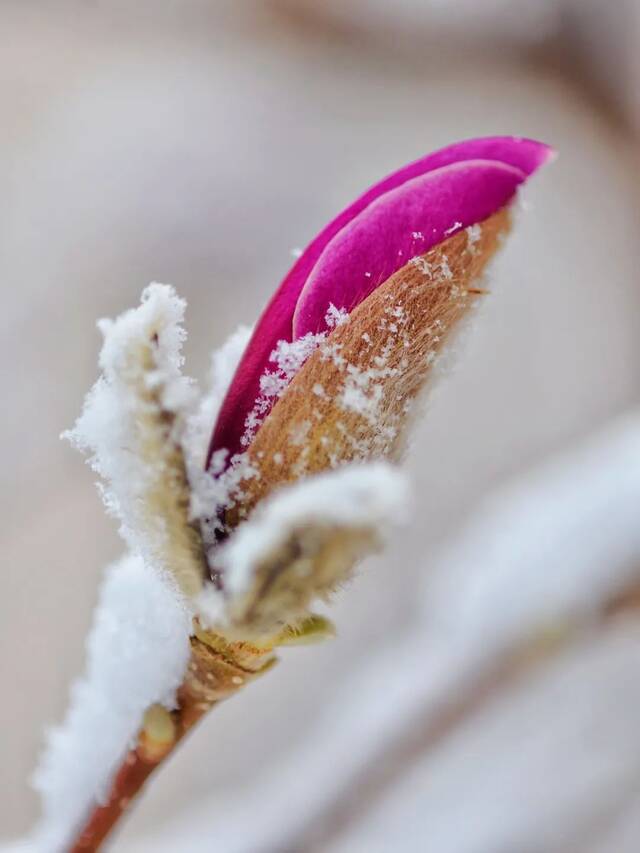 北地拾光  东风随春归，发我枝上花