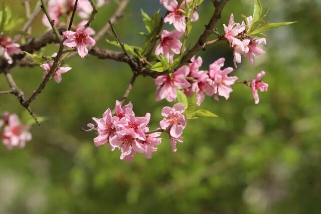 北地拾光  东风随春归，发我枝上花