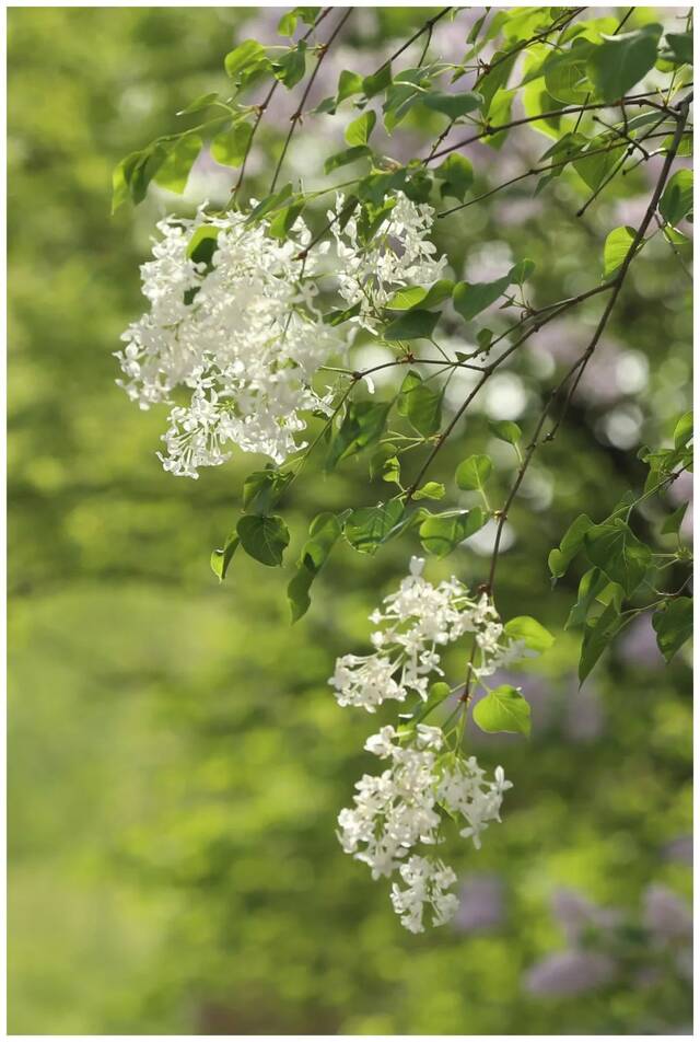 北地拾光  东风随春归，发我枝上花