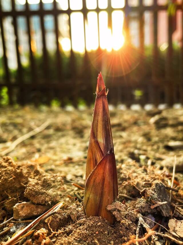 北地拾光  东风随春归，发我枝上花