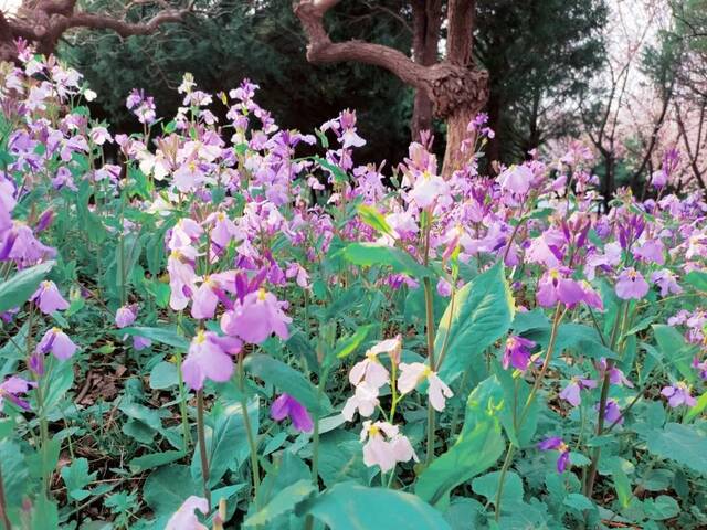 北地拾光  东风随春归，发我枝上花