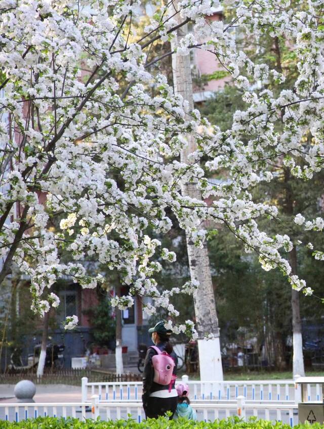 北地拾光  东风随春归，发我枝上花