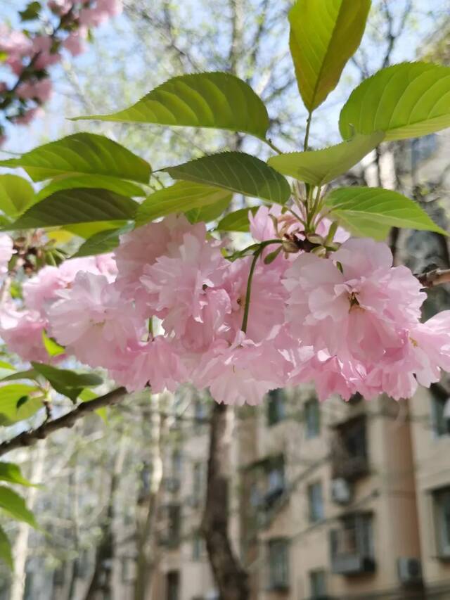 北地拾光  东风随春归，发我枝上花