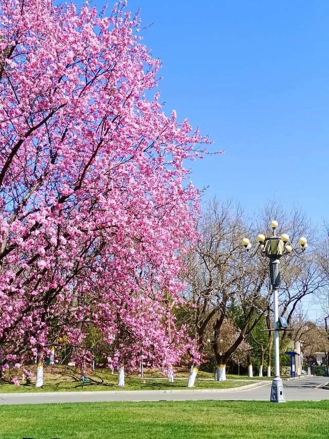 北地拾光  东风随春归，发我枝上花