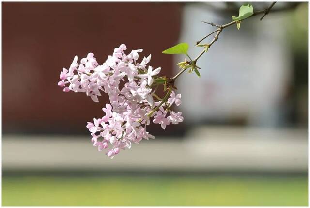 北地拾光  东风随春归，发我枝上花