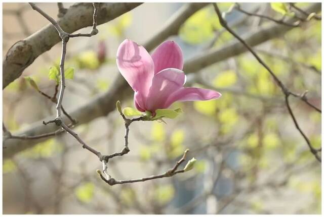 北地拾光  东风随春归，发我枝上花