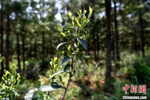 松树林下套种的清明茶，长势喜人。张金川摄